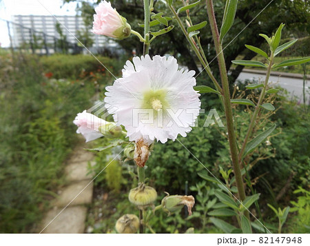 タチアオイの大きい白い花の写真素材