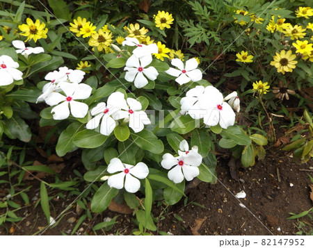 こじま花の会花畑夏の花白い日日草とジニアの黄色い花 82147952