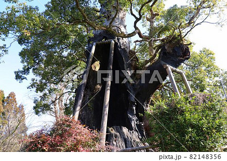 旗山神社の大樟 旗山神社の大樟 82148356