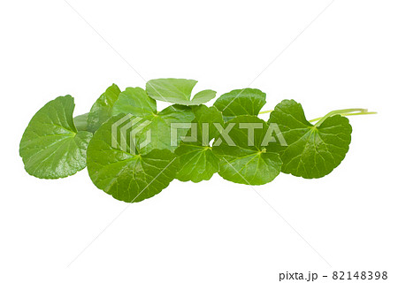 Centella asiatica isolated on white background Centella asiatica isolated on white background 82148398