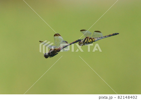 トンボ トンボ 82148402