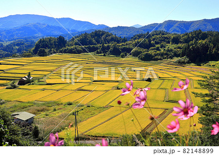 日本の棚田百選　椹平の棚田 82148899