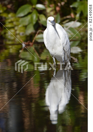 シラサギ（東京都立川市） 82149068