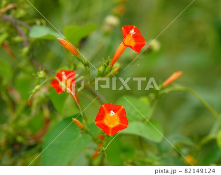 オレンジ色のマルバルコウソウの花と蕾 82149124