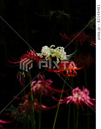 村上緑地公園曼珠沙華 村上緑地公園曼珠沙華 82149461