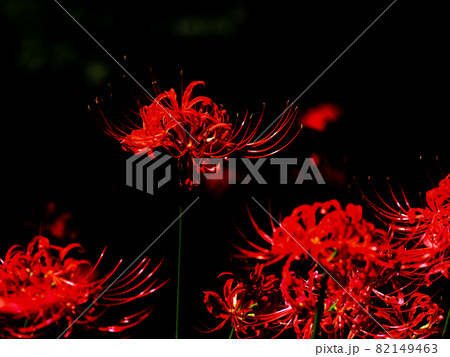 村上緑地公園曼珠沙華 82149463