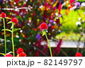 千日紅 82149797