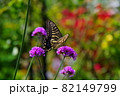 黄アゲハと三尺バーベナ 82149799
