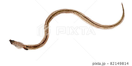 Ophisurus macrurhynchus ダイナンウミヘビの水彩イラスト 82149814