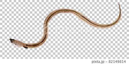 Ophisurus macrurhynchus ダイナンウミヘビの水彩イラスト 82149814