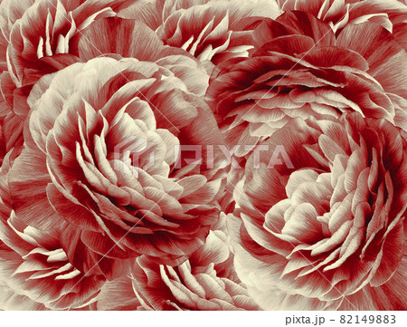 Floral vintage white-red background. A bouquet of white-red roses flowers. Close-up. floral collage. Flower composition. Nature. Floral vintage white-red background. A bouquet of white-red roses flowers. Close-up. floral collage. Flower composition. Nature. 82149883