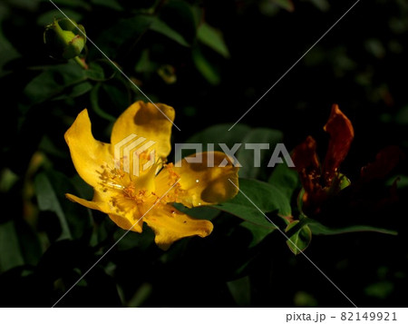木漏れ日を浴びたヒペリカムの黄色い花 82149921