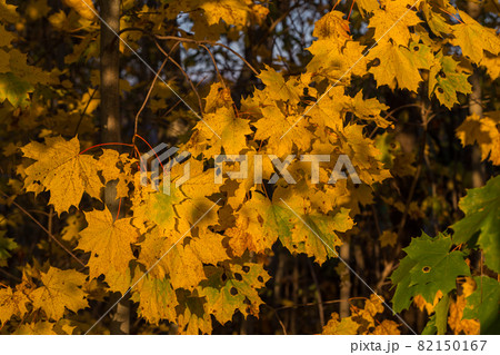 maple tree autumn yellow leafs natural photo 82150167