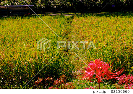 秋の風景 たわわに実った稲穂と彼岸花 秋の風景 たわわに実った稲穂と彼岸花 82150660