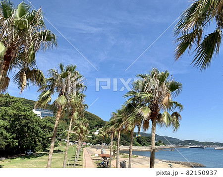青空に映えるビーチの椰子並木　(吉良ワイキキビーチ内宮崎海水浴場/愛知県西尾市) 82150937