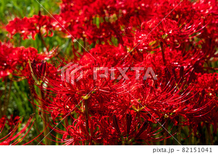 秋の訪れ　彼岸花　曼珠沙華 82151041