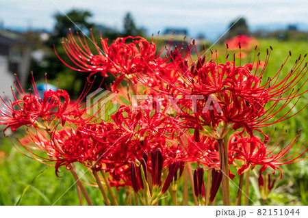 秋の訪れ　彼岸花　曼珠沙華 82151044