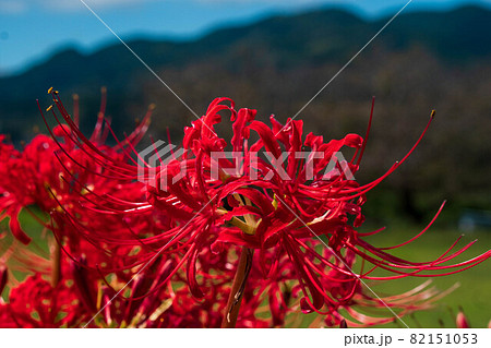秋の訪れ　彼岸花　曼珠沙華 82151053