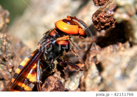 オオスズメバチ 82151766