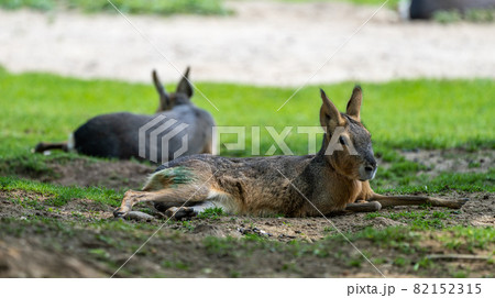 Patagonian Mara, Dolichotis patagonum are large relatives of guinea pigs Patagonian Mara, Dolichotis patagonum are large relatives of guinea pigs 82152315