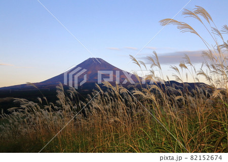 富士山 富士市 ススキ原野から富士を望む 富士山 富士市 ススキ原野から富士を望む 82152674