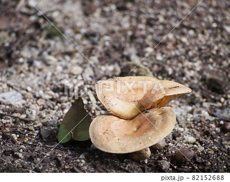 謎のキノコ 82152688