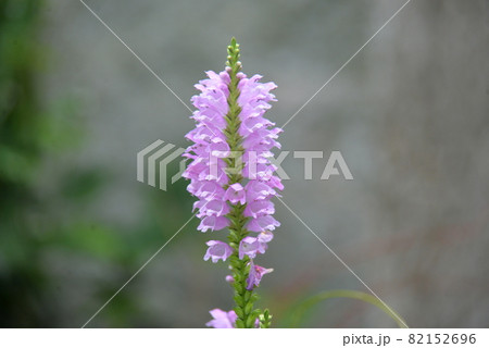 ハナトラノオの薄紫色の花 ハナトラノオの薄紫色の花 82152696