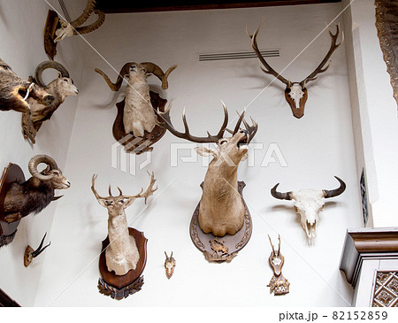 Many stuffed animals hang on the wall in the hunter's room, trophies. Stuffed goats with horns 82152859