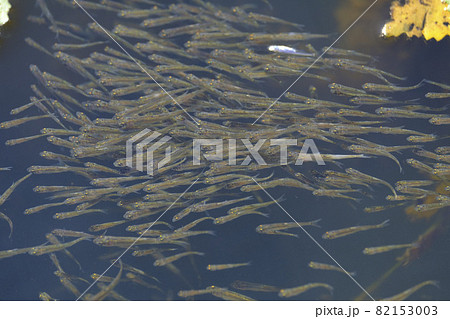 春に孵化して群を成して泳ぐメダカの稚魚の写真素材