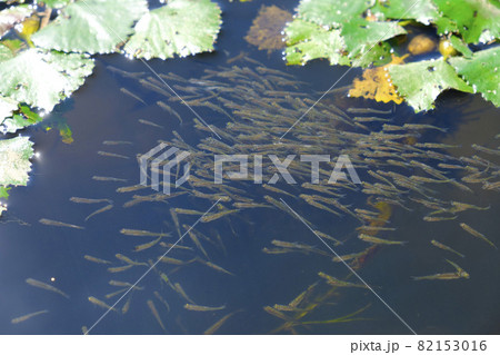春に孵化して群を成して泳ぐメダカの稚魚 82153016