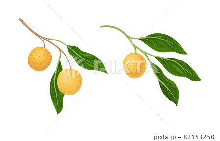 Longan fruits on branches set. Whole ripe tropical fruit vector illustration 82153250
