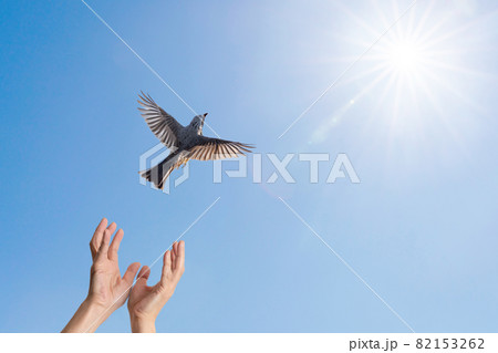 解放されて大空に飛び立つ小鳥 解放されて大空に飛び立つ小鳥 82153262