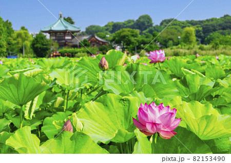 東京都 上野公園 不忍池 蓮の花 東京都 上野公園 不忍池 蓮の花 82153490