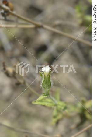 White campion White campion 82153850