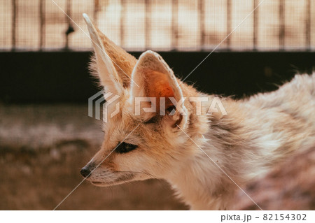 動物園耳廓狐 照片素材 圖片 圖庫