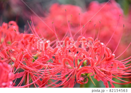 雨粒と紅い彼岸花（アップ）　雨を纏った紅い曼珠沙華（アップ）　 82154563