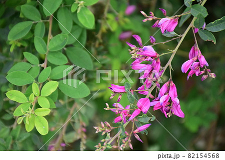 ピンク色の萩の花(緑背景) 一枝のピンク色の萩 ピンク色の萩の花(緑背景) 一枝のピンク色の萩 82154568