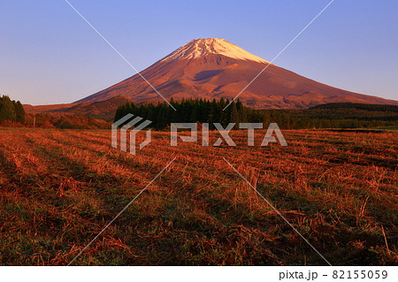 降雪富士山 そば収穫後の赤い絨毯 降雪富士山 そば収穫後の赤い絨毯 82155059