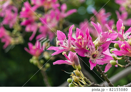 台北 台北市 タイペイ 82155080