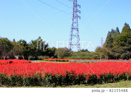 埼玉 大宮花の丘農林公苑 2021年 埼玉 大宮花の丘農林公苑 2021年 82155488