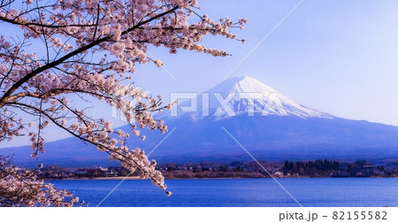 河口湖から見る富士山と桜 82155582