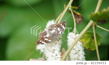 サラシナショウマの蜜をメスグロヒョウモンの雌 サラシナショウマの蜜をメスグロヒョウモンの雌 82156453