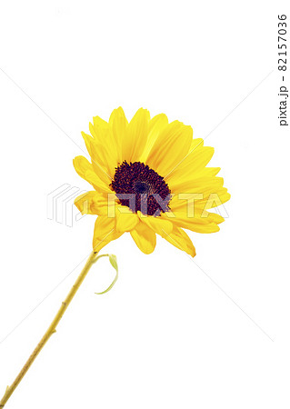 白を背景としたひまわりの花 白を背景としたひまわりの花 82157036
