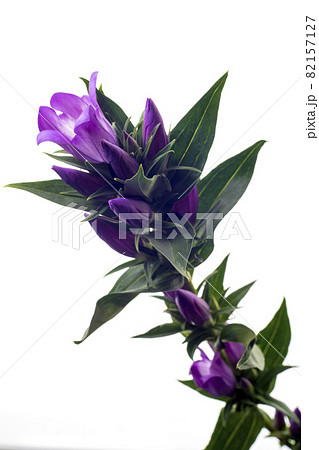白を背景とした紫色のリンドウの花 82157127