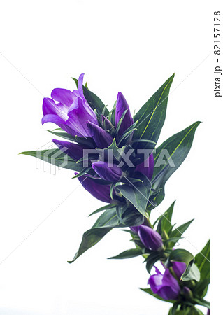 白を背景とした紫色のリンドウの花 白を背景とした紫色のリンドウの花 82157128