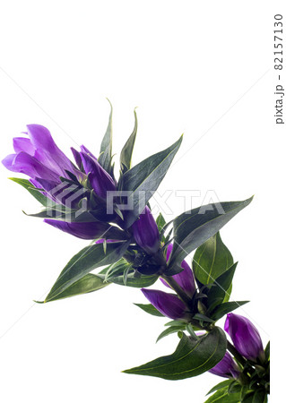 白を背景とした紫色のリンドウの花 82157130