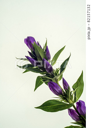 白を背景とした紫色のリンドウの花の写真素材