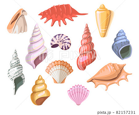Shells of sea, seashell and marine snail scallops Shells of sea, seashell and marine snail scallops 82157231
