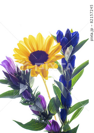 紫色とブルーのリンドウの花と黄色いひまわりのコラボ 82157245