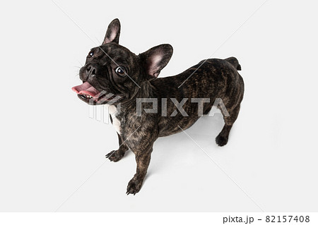 High angle view of cute puppy of French bulldog, purebred dog posing isolated over white background. Concept of pets, domestic animal, health 82157408